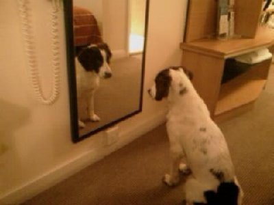 Mr Tibbs looking at Mr Tibbs.jpg (23.39 KiB) Viewed 12492 times Mr Tibbs looking at Mr Tibbs.jpg