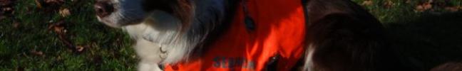 Brock, First Qualified Lowland Search Dog, Retires
