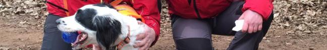 March 2015 National Assessments - Pip and Tallulah