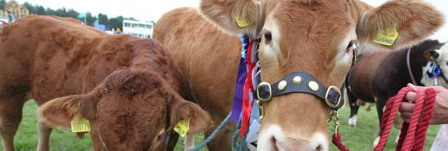 Royal Berkshire Show